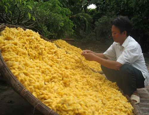 Golden silkworm cocoons, the valuable product of silk farming in Bac Giang.