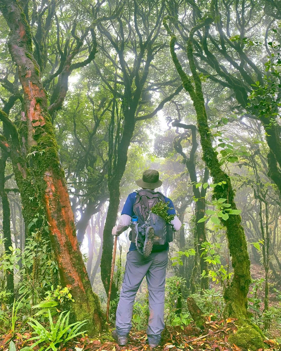 Primeval forests on the way to the peak of Tay Con Linh, majestic natural scenery in the early morning mist.