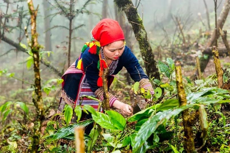 nước tắm dao đỏ sapa