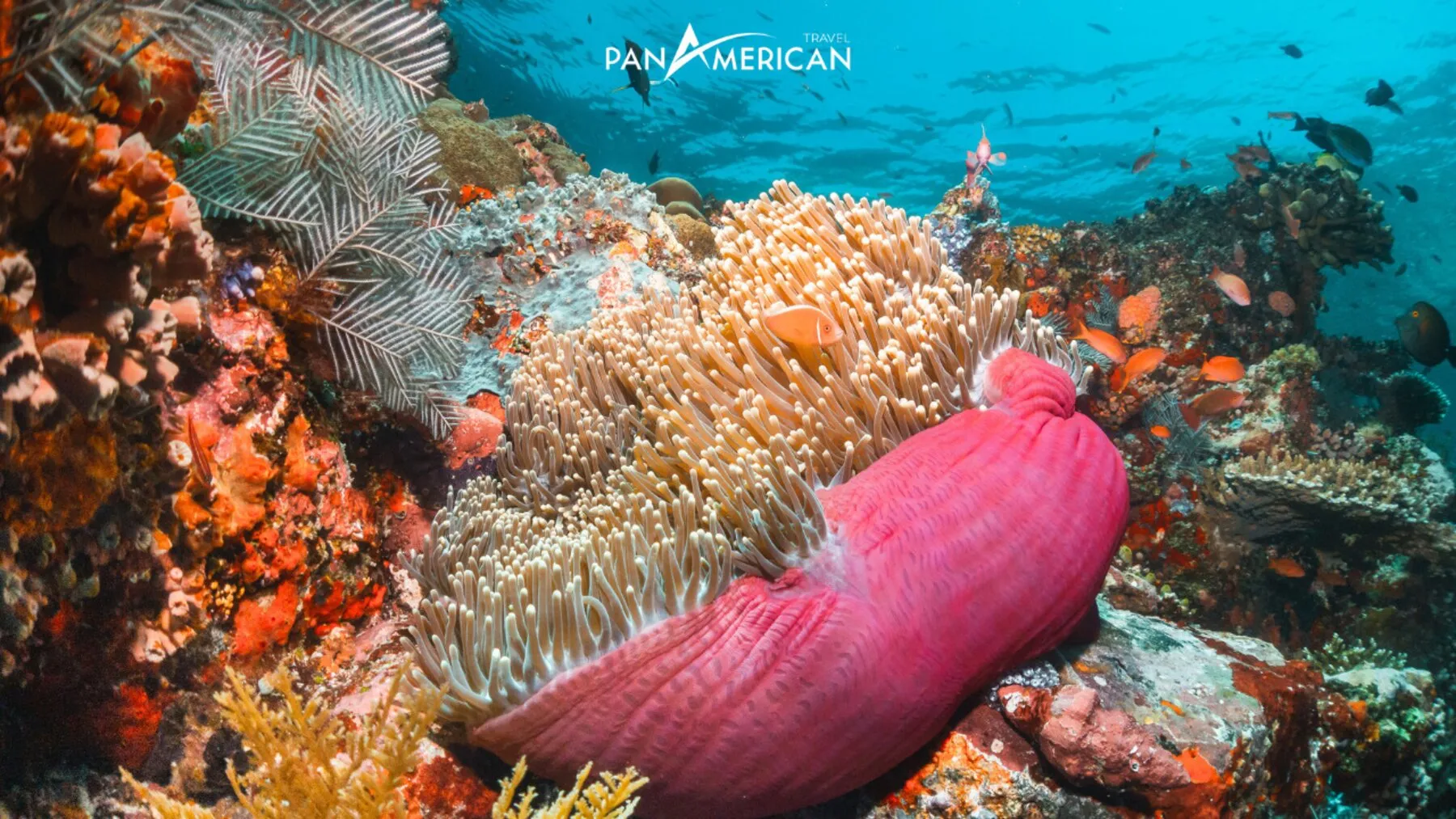 Great Barrier Reef with diverse and rich ecosystem