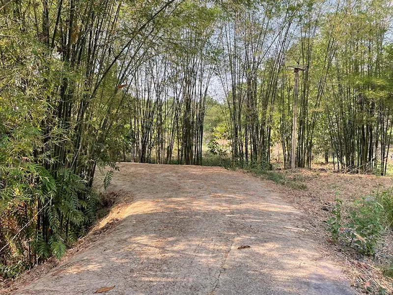 Forest surrounding Dot Champa Ecotourism Area