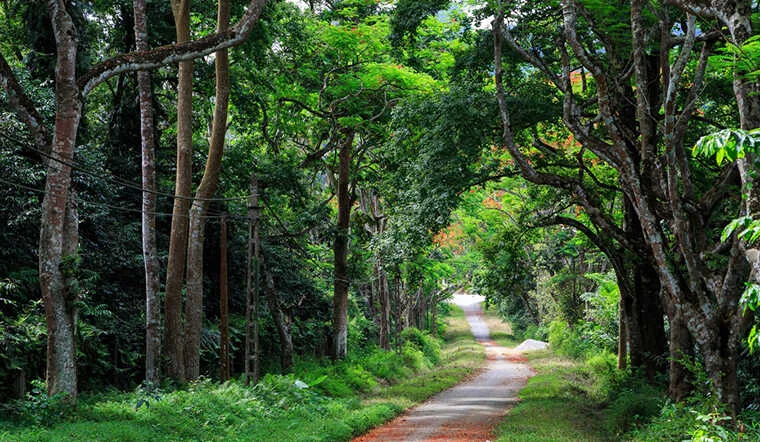 Lush green trees lining the roadside in Ba Vi National Park