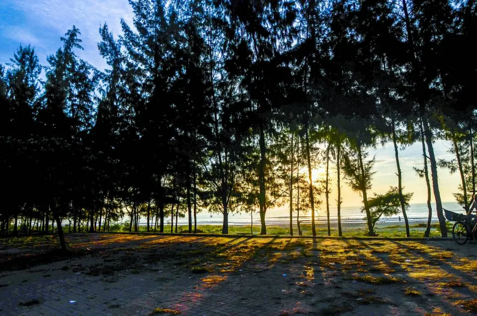 Green pine forest surrounding My Khe beach, creating an ideal resort space
