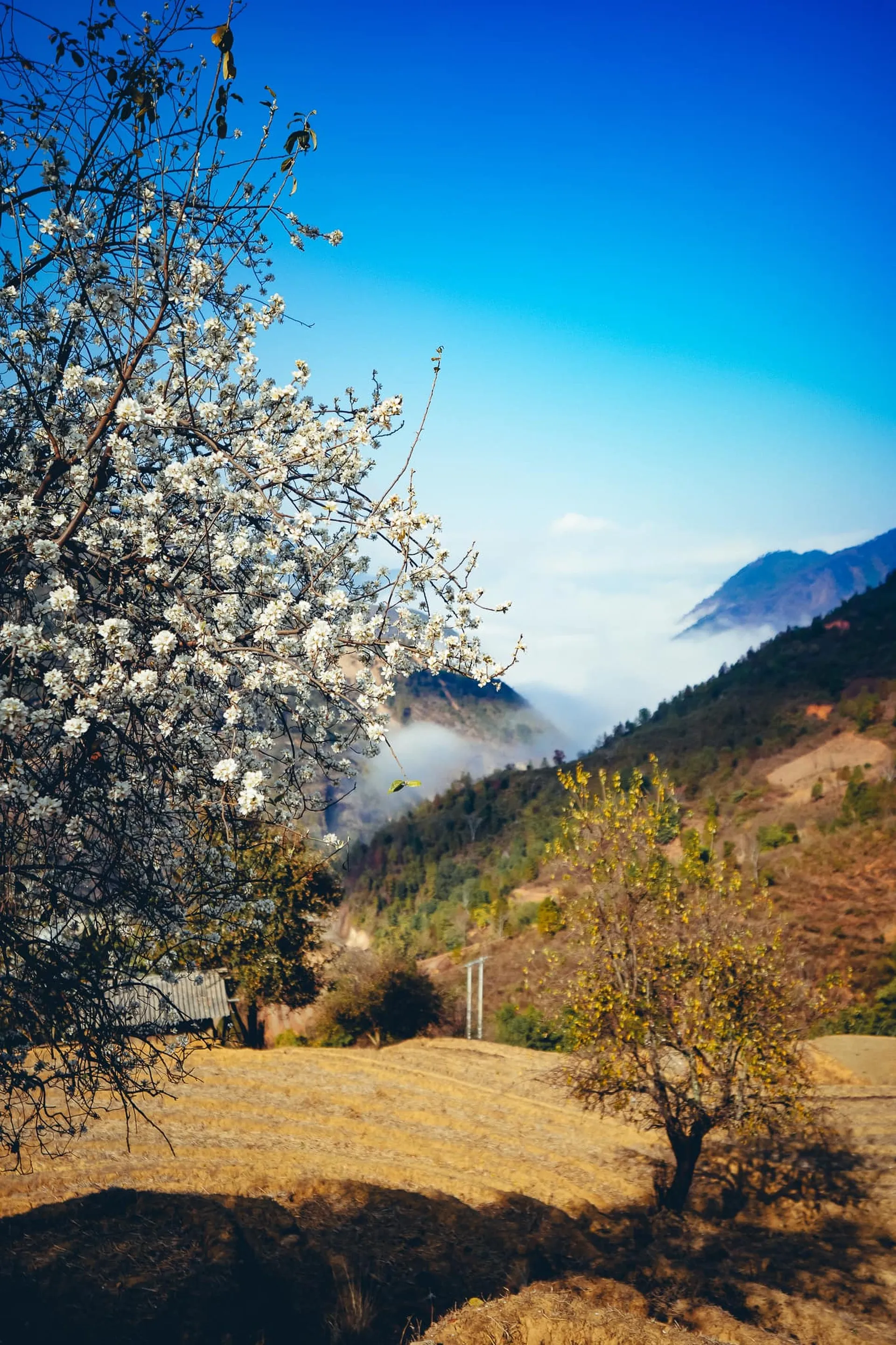 A swing decorated with flowers for tourists to take photos in the Sơn Tra flower forest