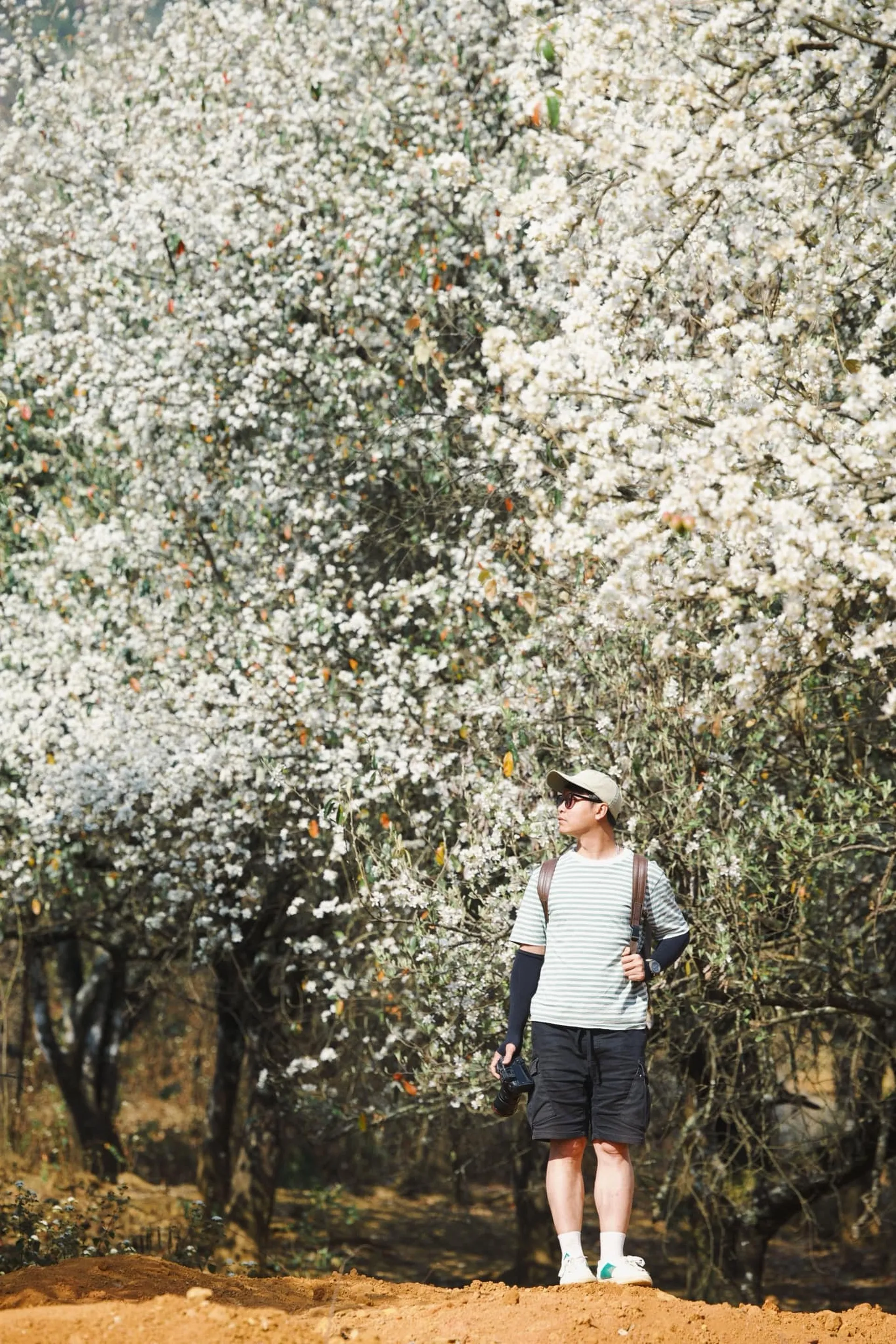 A path leading through a dense forest of blooming Sơn Tra flowers in Vietnam