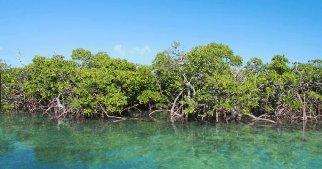 Vam Sat Mangrove Forest, a famous ecotourism spot in Can Gio