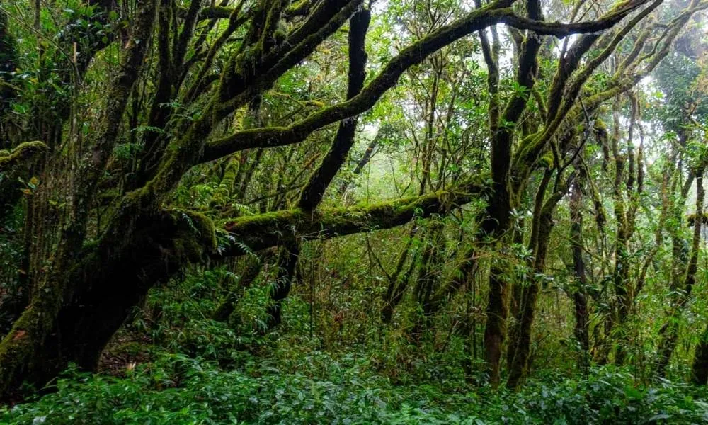 Famous Fokienia forest in Chu Yang Sin National Park