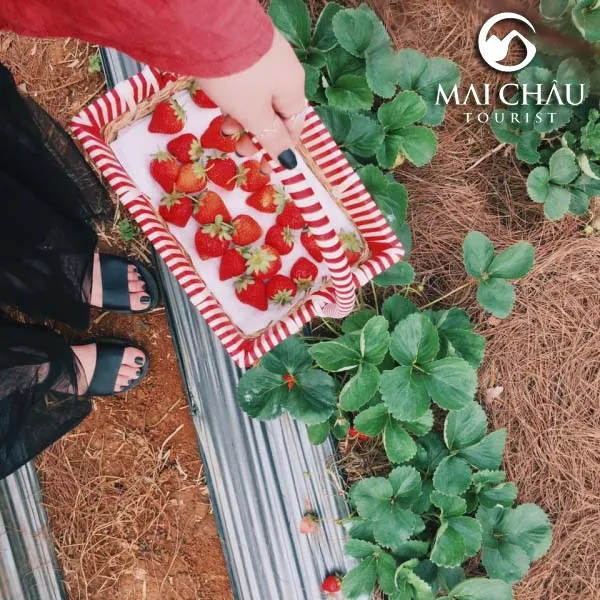 Strawberry plants in raised beds in a Moc Chau garden