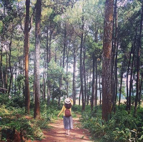 People enjoying a picnic in Ang Village Pine Forest in Moc Chau