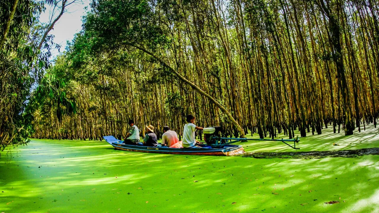 Mesmerizing beauty of Tra Su cajuput forest during the flood season