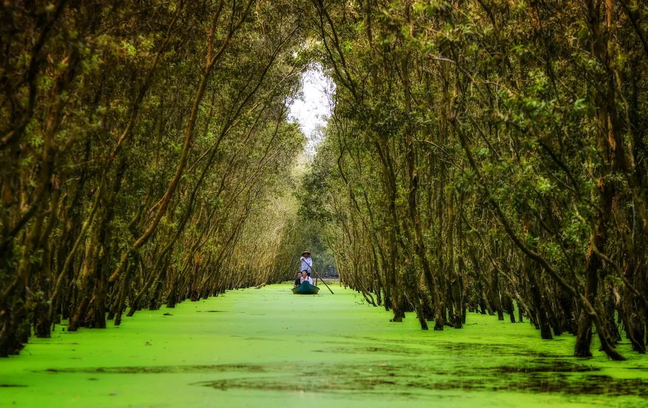 Lush greenery of Tra Su cajuput forest during the flood season, where visitors can experience boating and immerse themselves in nature, An Giang, Vietnam