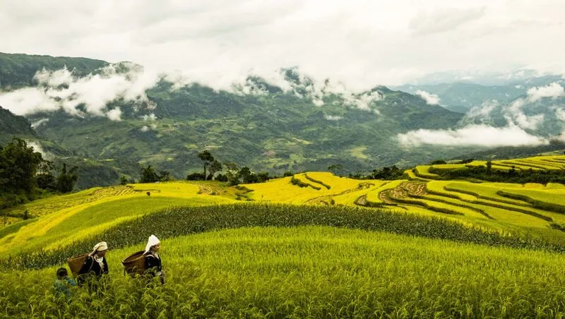 Ruộng bậc thang Hồng Thái ẩn mình giữa làn mây mờ ảo, tạo nên một khung cảnh yên bình và thơ mộng.