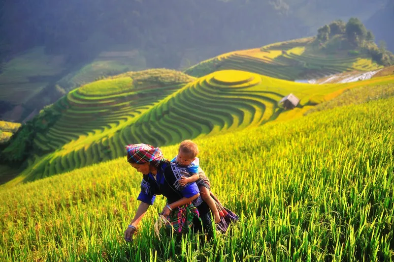 Ruộng bậc thang Mù Cang Chải mùa lúa chín mang vẻ đẹp bình dị và trù phú, với những thửa ruộng vàng óng trải dài trên các sườn đồi.