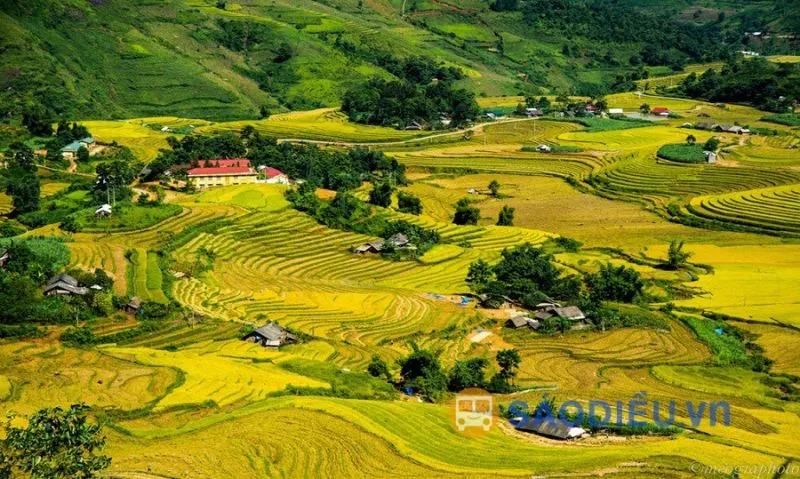 Vibrant golden rice terraces in Sang Ma Sao during harvest season