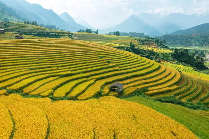 Ruộng bậc thang Sapa mùa lúa chín nhuộm vàng cả một vùng trời, tạo nên khung cảnh tráng lệ và thơ mộng.