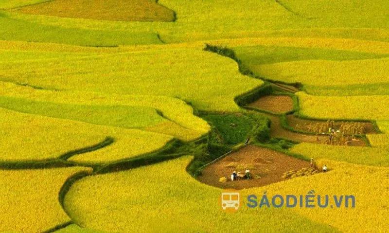 Ruộng bậc thang Sapa mùa lúa chín vàng rực rỡ như những dải lụa mềm mại