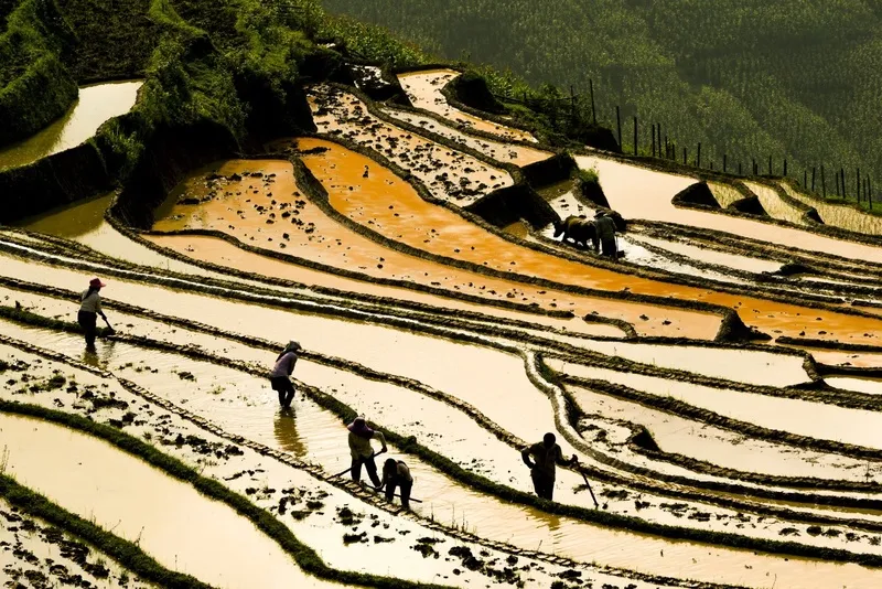 Ruộng bậc thang Y Tý mùa nước đổ phản ánh nét đẹp lao động của người dân tộc Hà Nhì, với những hoạt động cấy cày trên những thửa ruộng ngập nước.
