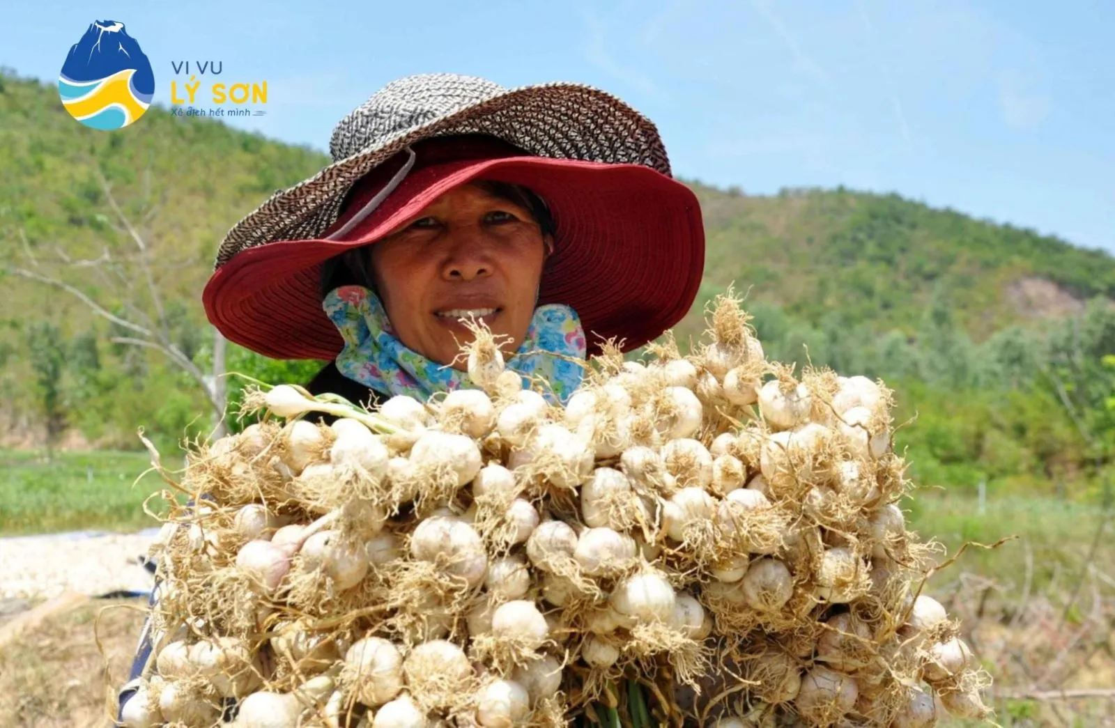 Ruộng tỏi Lý Sơn xanh mướt vào mùa thu hoạch
