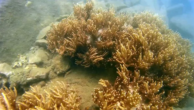 Vibrant coral reefs under the sea of Ly Son, a diverse and rich ecosystem