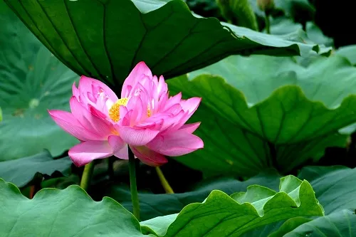 Sen Hồ Tây nở rộ, khoe sắc hồng phớt dịu dàng dưới ánh nắng ban mai
