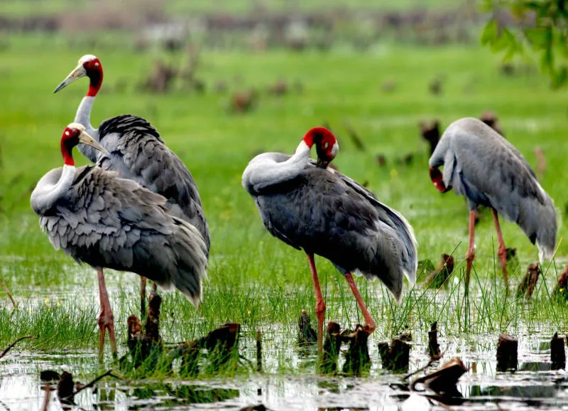 Rare Sarus crane at Tram Chim National Park during the dry season