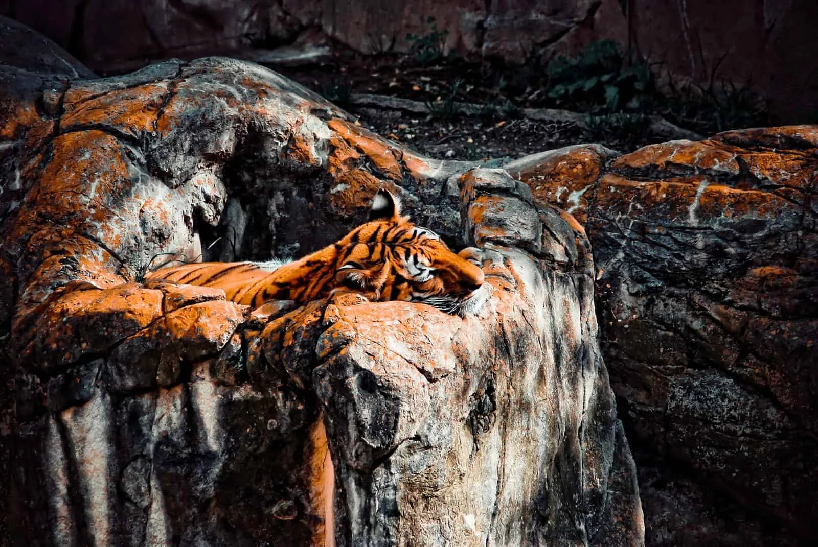 San Antonio Zoo: Home to Over 3,500 Animals