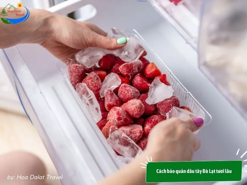 Use dry ice or ice to preserve fresh Dalat strawberries during transportation
