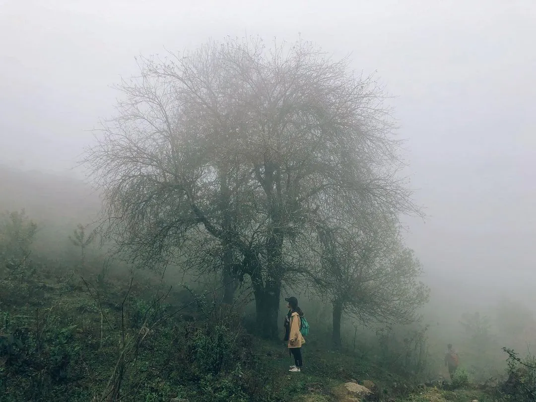 Fog covering from the foot to the peak of Nhiu Co San, creating a mystical and poetic scene for early morning cloud hunting.