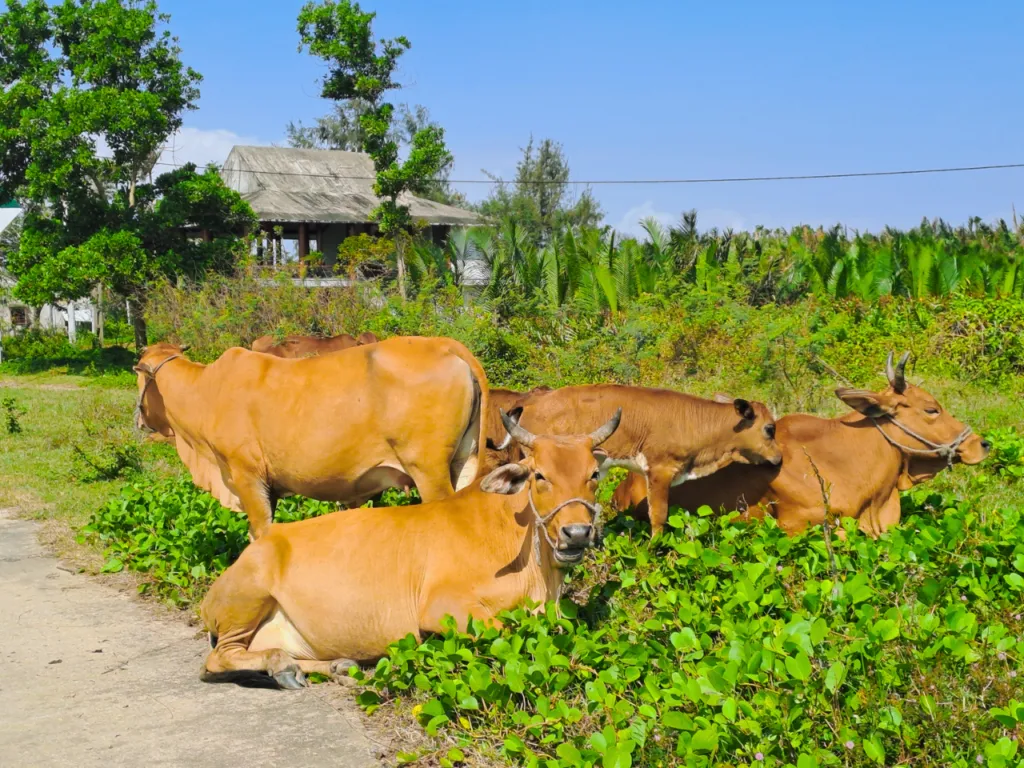 Tận mắt chứng kiến những điều bình dị mang đậm nét “quê” trên hành trình đạp xe