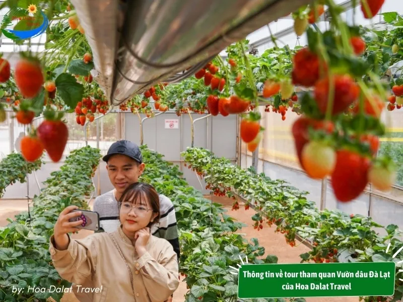 Join a Dalat strawberry garden tour by Hoa Dalat Travel for a complete and memorable experience