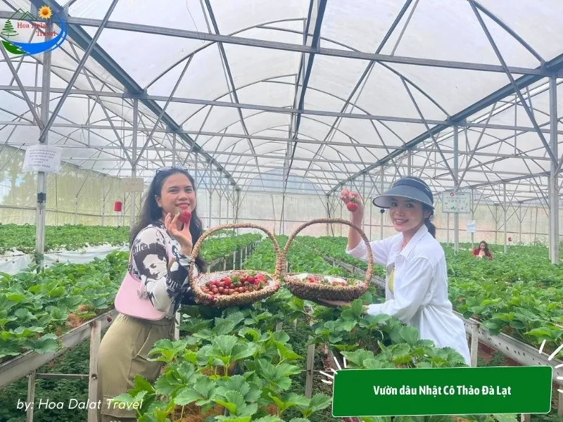 Visiting and experiencing strawberry picking at Nhat Co Thao Strawberry Garden Dalat