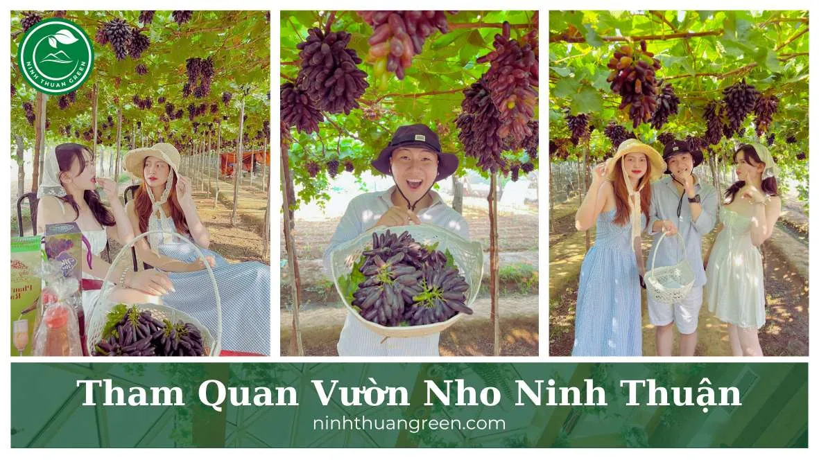 Tham quan vườn nho ngón tay mới lạ tại Ninh Thuận