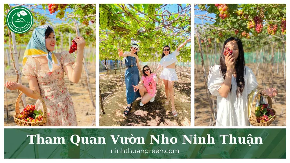 Ninh Thuan grape farm tour experience