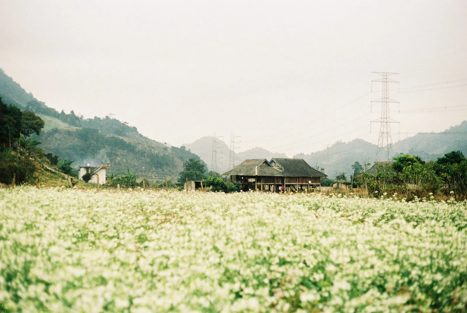 Moc Chau farm town in white mustard flower season