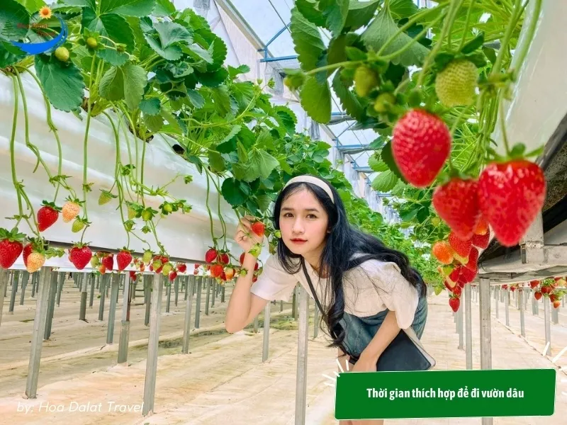 Ideal time to visit Dalat strawberry gardens is from January to April annually when strawberries are ripe