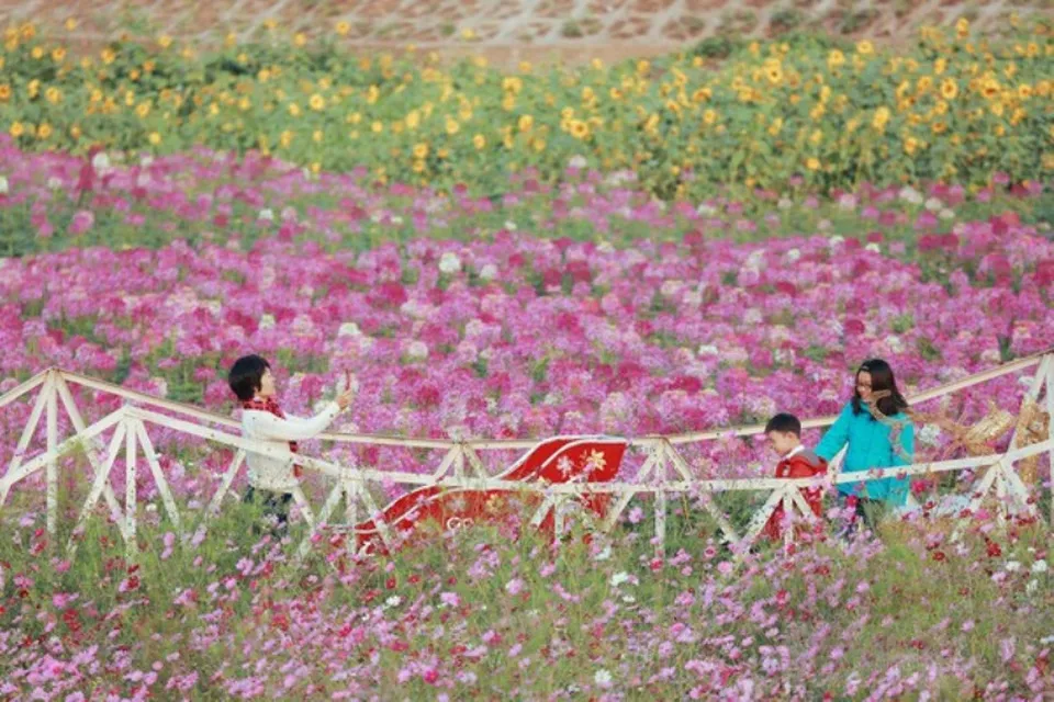 Ho Tay Flower Valley, Hanoi, known as a "photo paradise", with countless flowers blooming