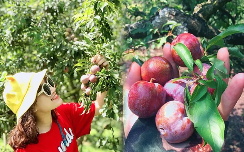 Thung lũng mận Nà Ka mùa mận chín đỏ rực