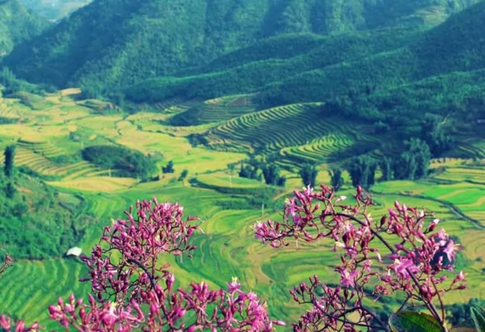 Muong Thanh Valley, Dien Bien, with endless rice fields and majestic green hills surrounding it