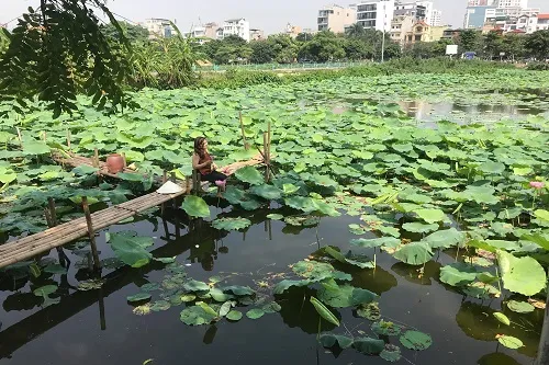 Panoramic view of the vast and airy West Lake lotus pond, creating an ideal space for photography