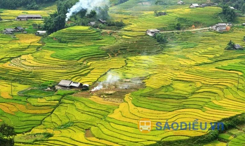 Panoramic view of Muong Hoa valley during the golden rice season