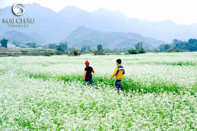 tour-du-lich-moc-chau-2-ngay-1-dem-mua-hoa-cai
