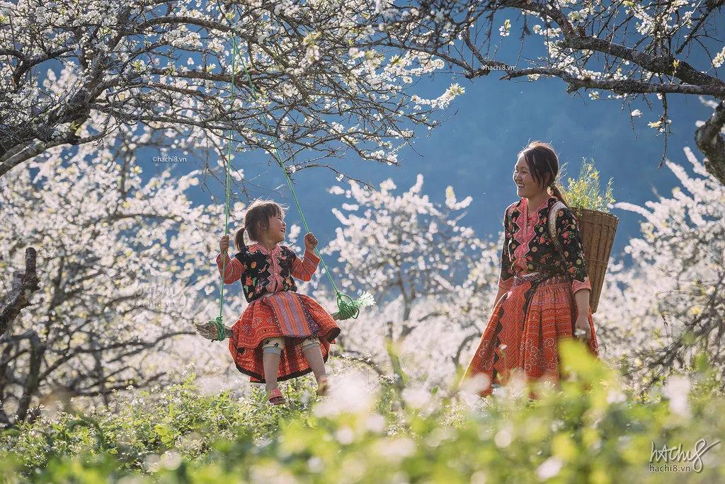 Two people on a motorbike tour amidst plum blossom trees in Moc Chau