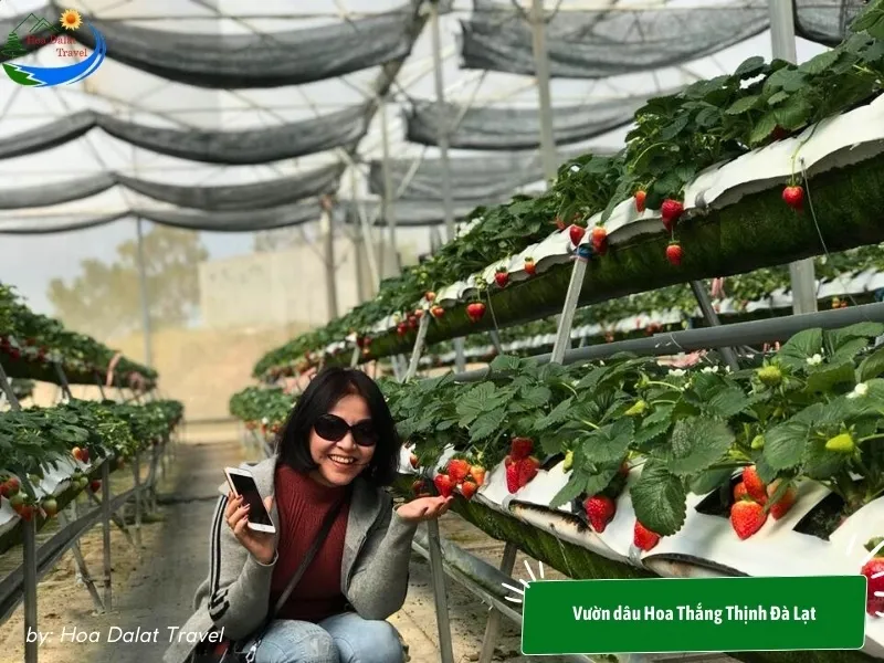 Experience picking fresh and delicious strawberries and taking photos at Hoa Thang Thinh Strawberry Garden Dalat