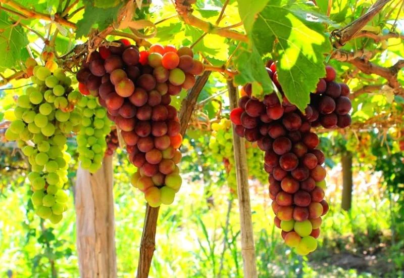 Trải nghiệm hái những chùm nho đầy đặn, căng mọng và có vị chua nhẹ tại làng nho Thái An