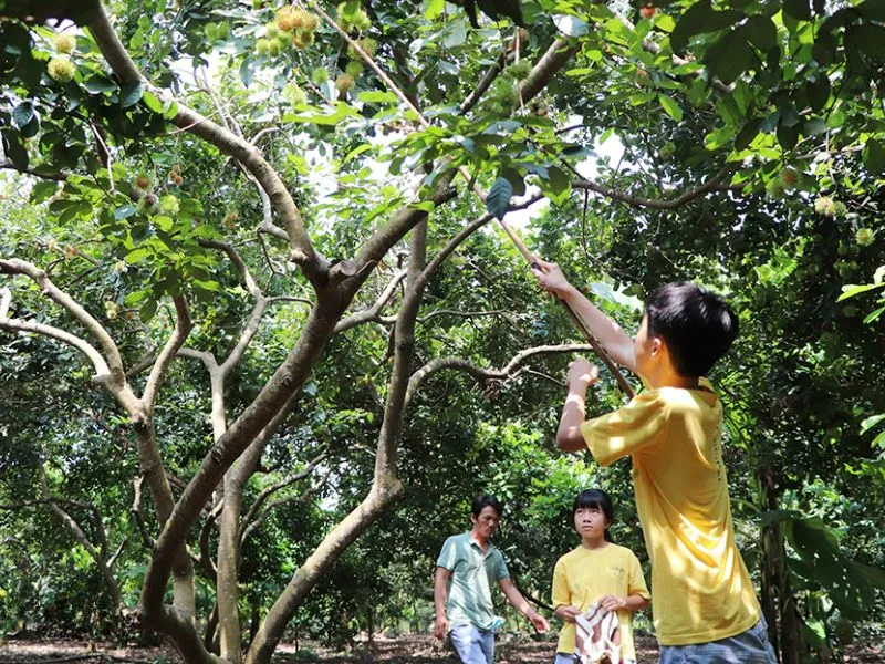 Trải nghiệm hái trái cây tại vườn Hòa Khánh thực sự thú vị. Ảnh: Báo Đồng Nai