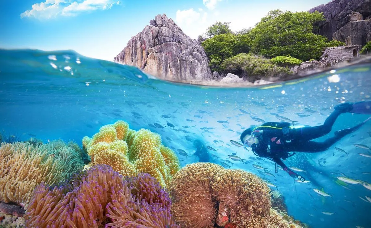 Scuba diving experience in Nha Trang, Khanh Hoa to explore the deeper coral world