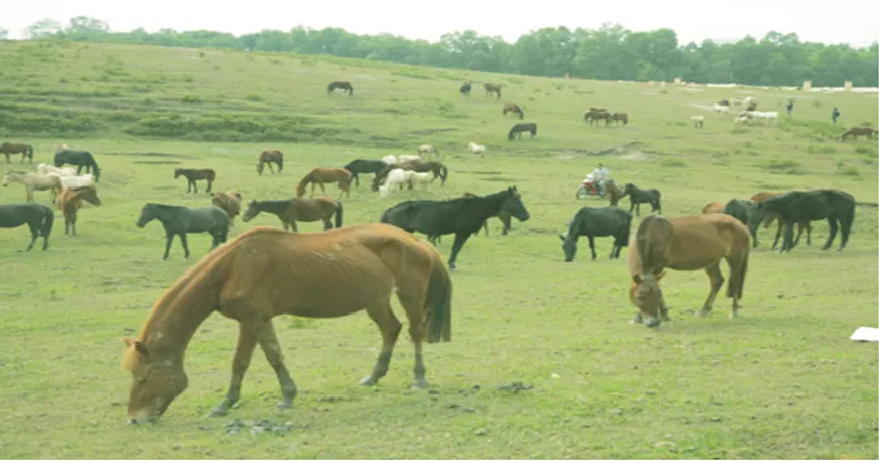 Horse farm as beautiful as the Mongolian steppe in Thai Nguyen.