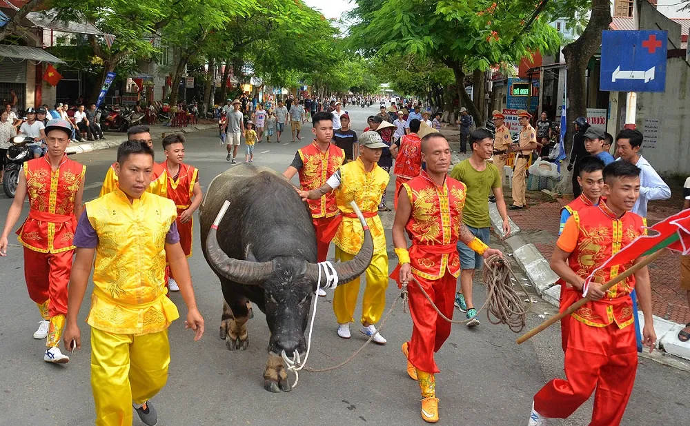 Brave fighting buffalo at the Do Son Buffalo Fighting Festival
