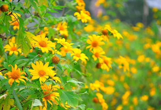 Radiant beauty of Ba Vi wild sunflowers in the winter sunlight