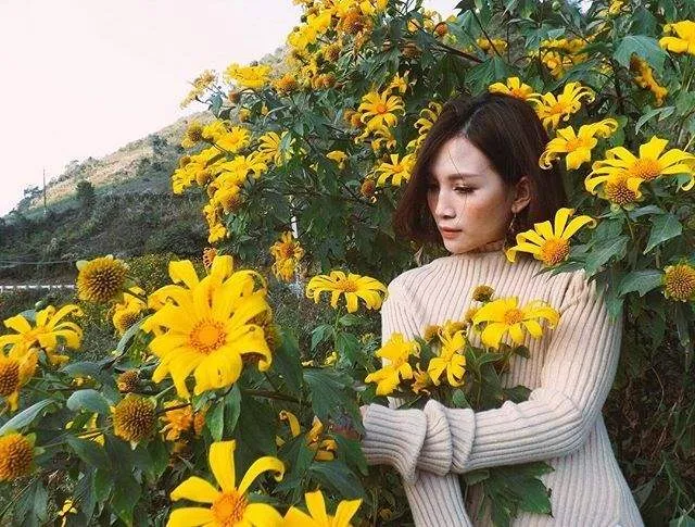 The vibrant beauty of Da Lat wild sunflowers seen from above